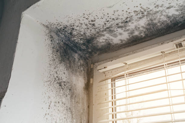 Affordable Attic Mold Remediation solutions in Bradley Beach, NJ